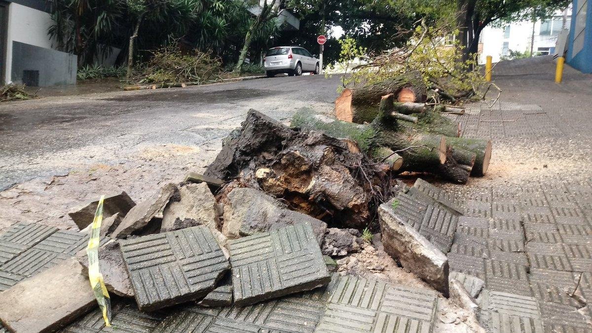 &Aacute;rvore ca&iacute;da na Arthur Rocha, em Porto Alegre
