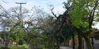 Ventos de até 83km/h derrubam árvores e destelham casas em Porto Alegre