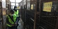 Matadouro de cães foi fechado nesta quinta-feira, na Coreia do Sul