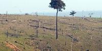 Desmatamento na Amazônia aumenta 13,7% em um ano