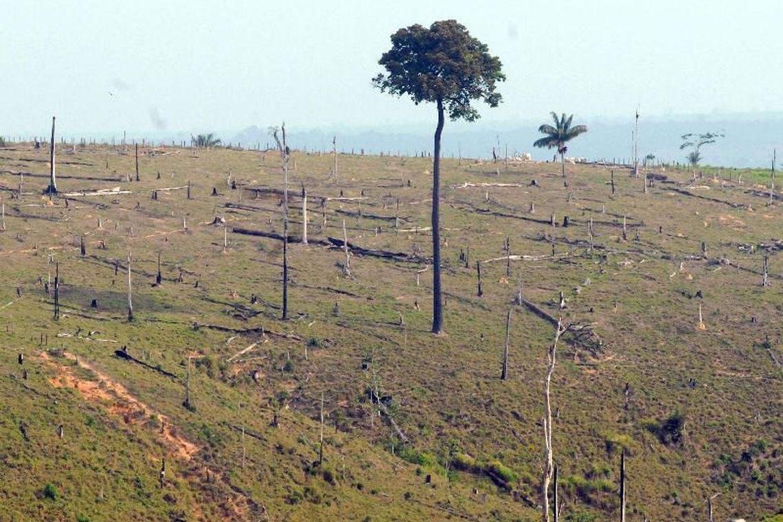 Desmatamento na Amaz&ocirc;nia aumenta 13,7% em um ano