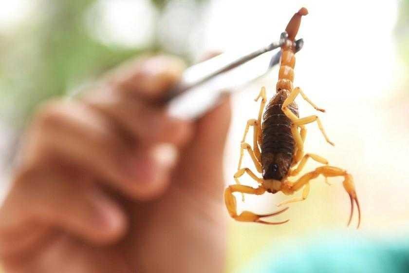 Em caso de picadas do escorpi&atilde;o amarelo, paciente deve ser encaminhado ao Hospital Centen&aacute;rio