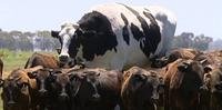 Knickers de sete anos ajuda a conduzir vacas em Perth