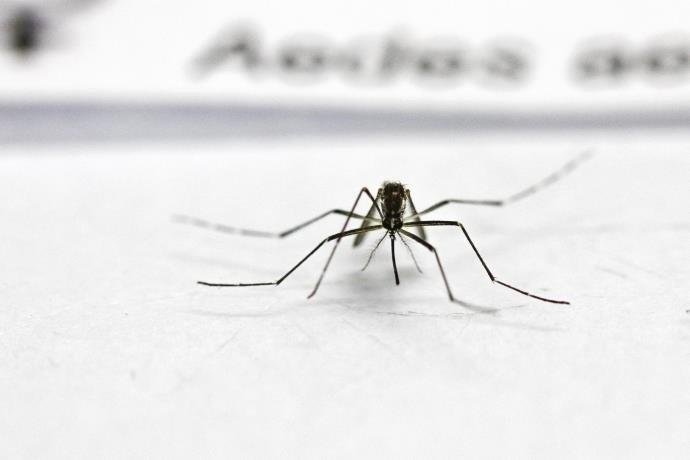 305 munic&iacute;pios ga&uacute;chos est&atilde;o infestados pelo mosquito