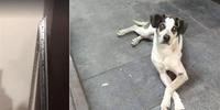 Segurança do Carrefour pode responder ação criminal por matar cão 
