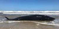 Corpo de baleia foi encontrado na orla de Torres
