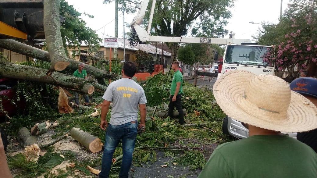 Muitas &aacute;rvores ca&iacute;ram na cidade
