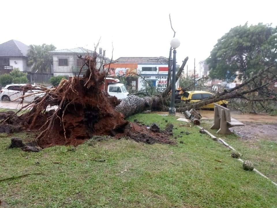 &Aacute;rvores foram arrancadas em Santana do Livramento