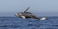País se retirou da Comissão Internacional da Baleia e pretende retomar caça comercial