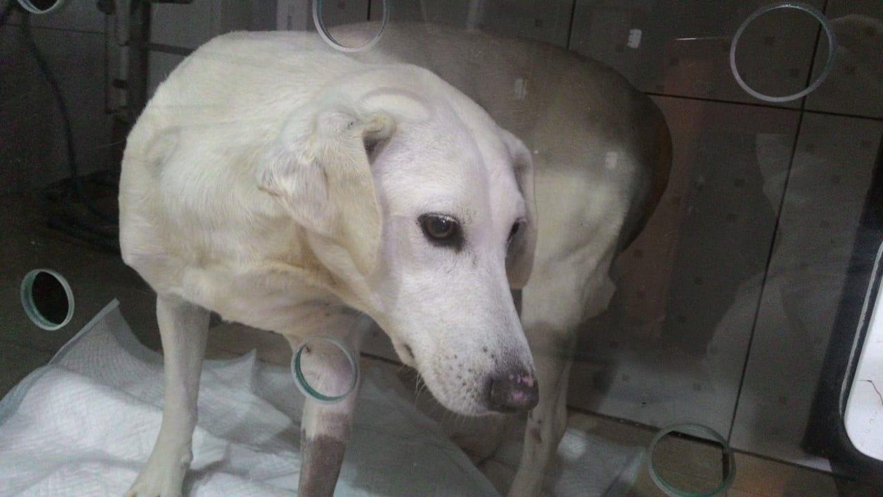 O animal permanece em observa&ccedil;&atilde;o
