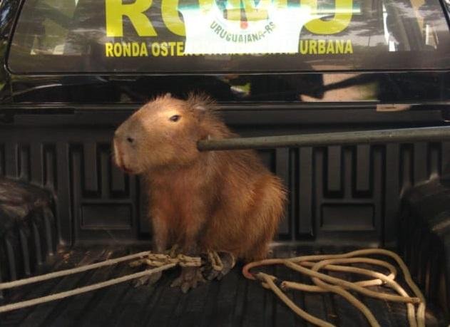 Capivara aparece em &aacute;rea aduaneira de Uruguaiana