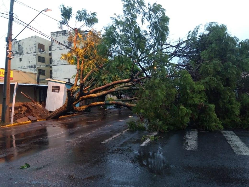 Muitas &aacute;rvores ca&iacute;ram em Uruguaiana durante o temporal