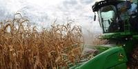 Expectativa dos técnicos é um aumento na área plantada de milho, devido as chuvas que permitiram o plantio antecipado