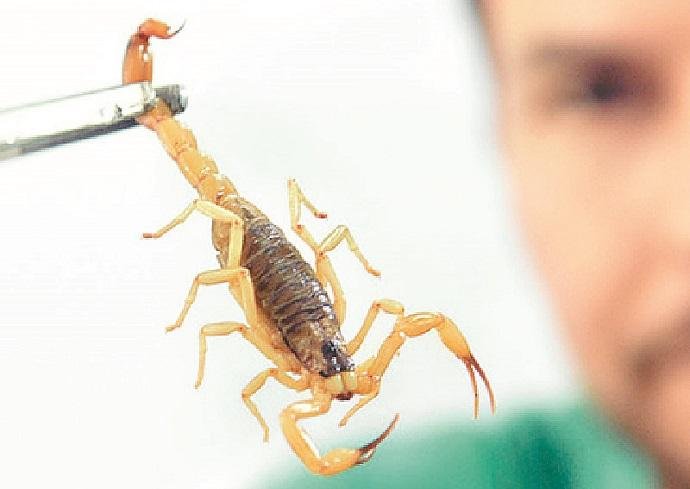 Clima &uacute;mido e quente &eacute; ideal para o aparecimento de escorpi&otilde;es