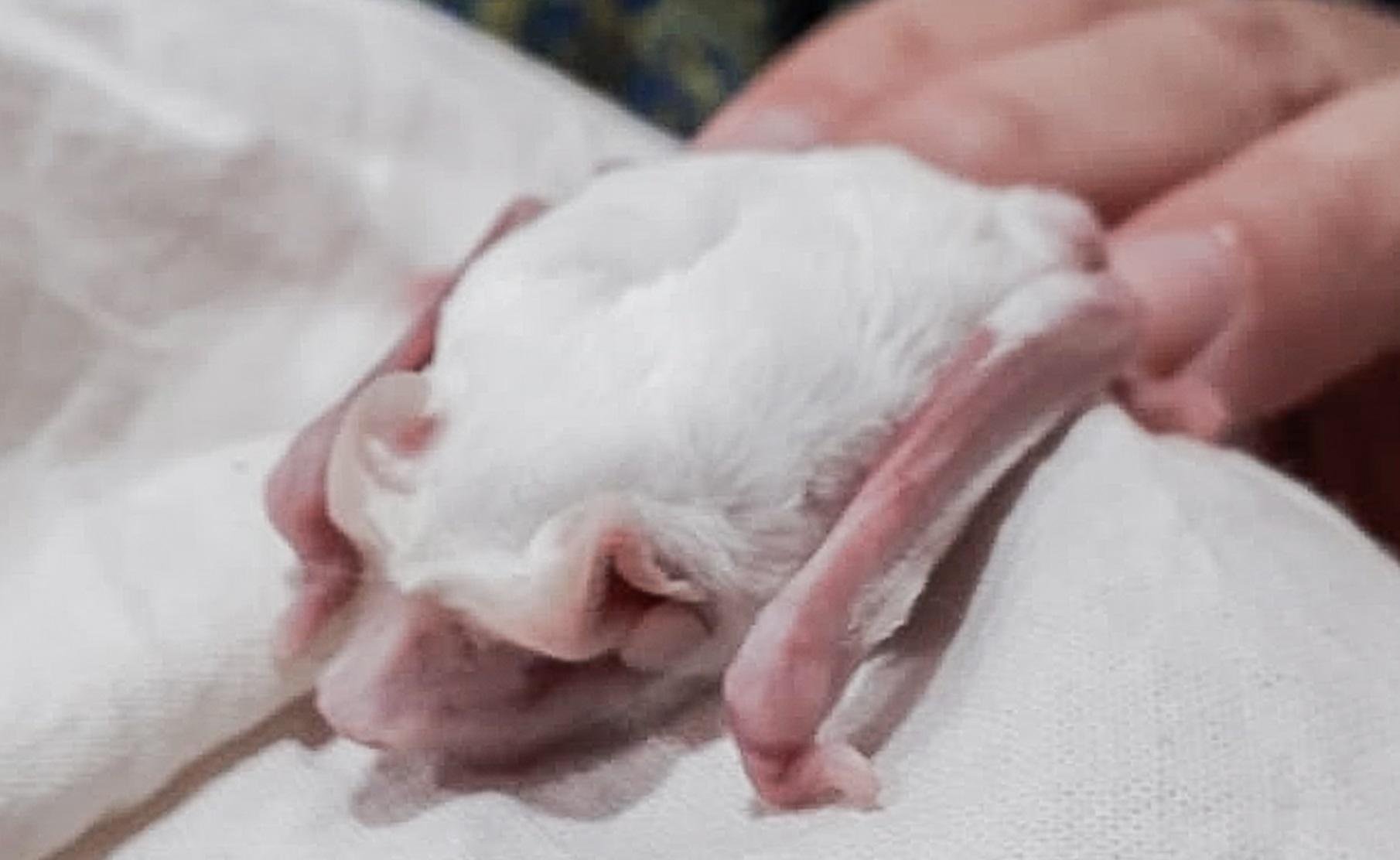 Morcego albino foi encontrado na zona Leste da Capital