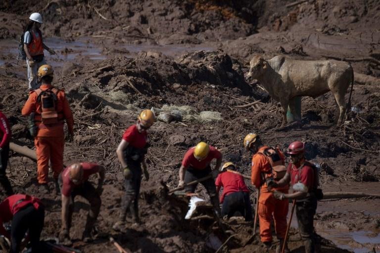 Com tiros, agentes executam animais na lama de Brumadinho 