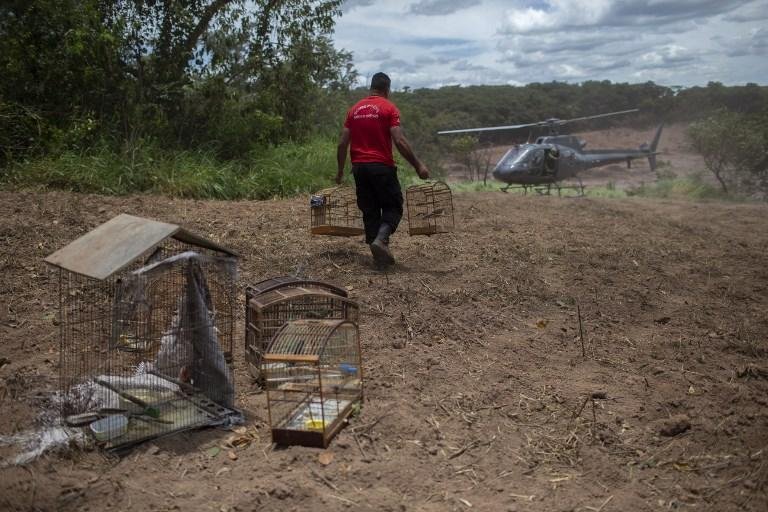 Bombeiros tamb&eacute;m ajudam no resgate de animais em Brumadinho