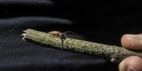 Cascudo serrador é uma espécie de inseto que ataca florestas de acácias-negras