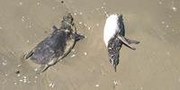 Pinguins foram encontrados mortos por turistas em Cidreira