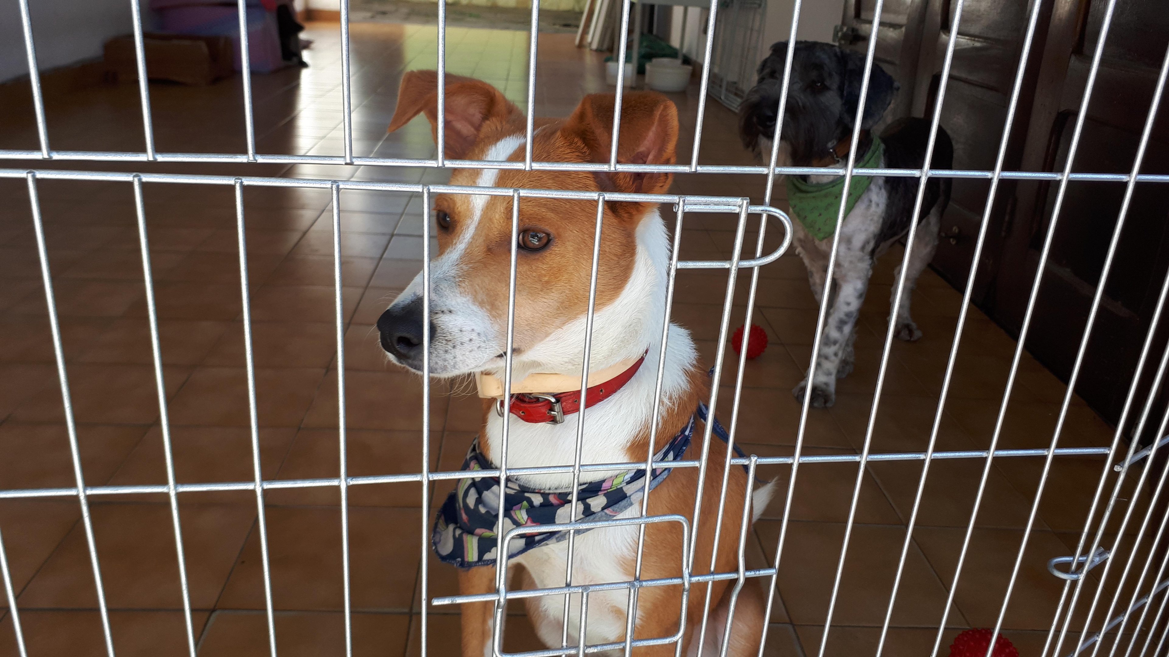 A secretaria presta atendimento a animais de rua