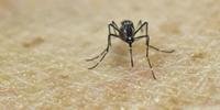 Primeiros casos do zika na Índia foram registrados ano passado