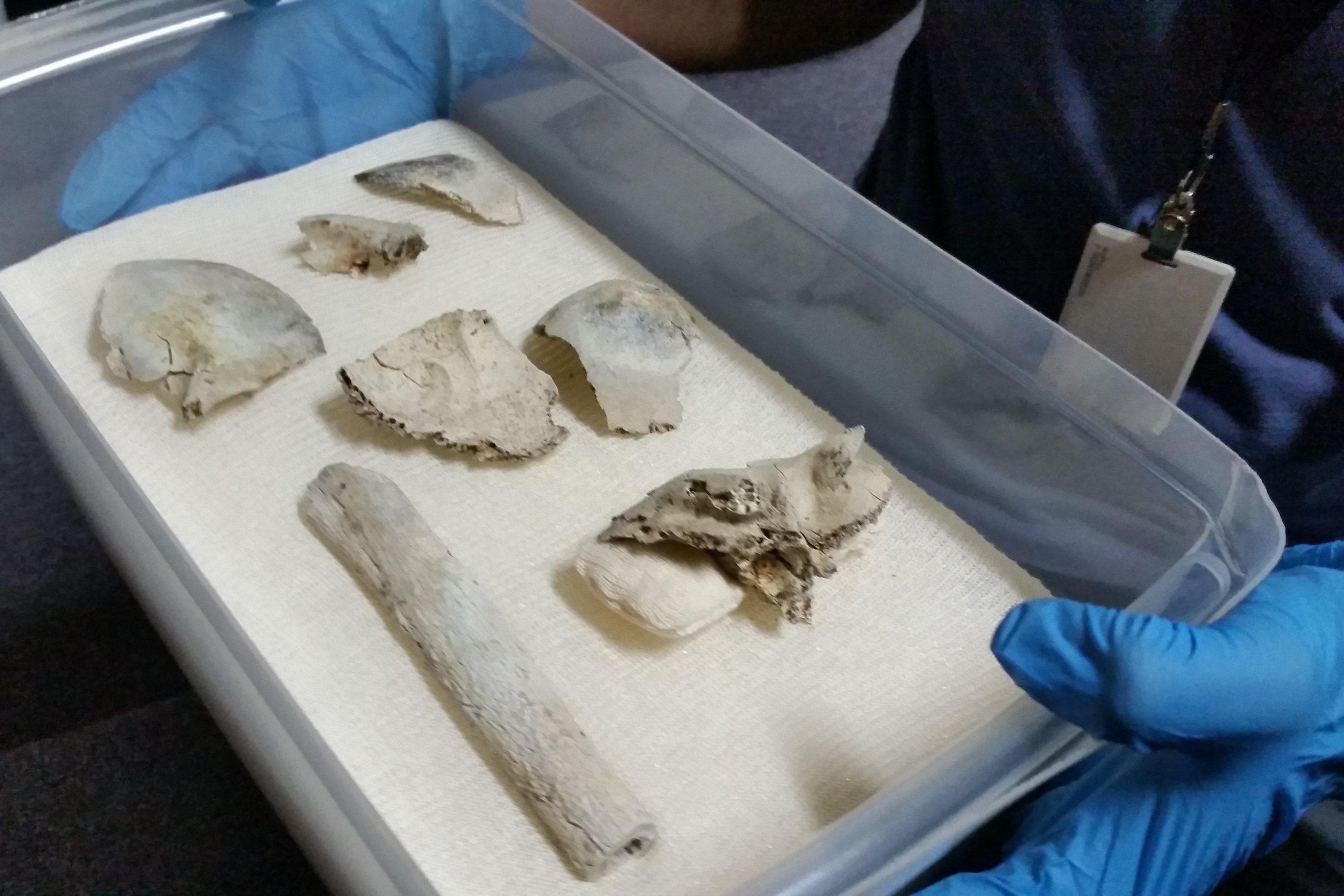 Segundo dire&ccedil;&atilde;o do museu, 80% dos peda&ccedil;os do cr&acirc;nio j&aacute; foram identificados e n&uacute;mero pode aumentar
