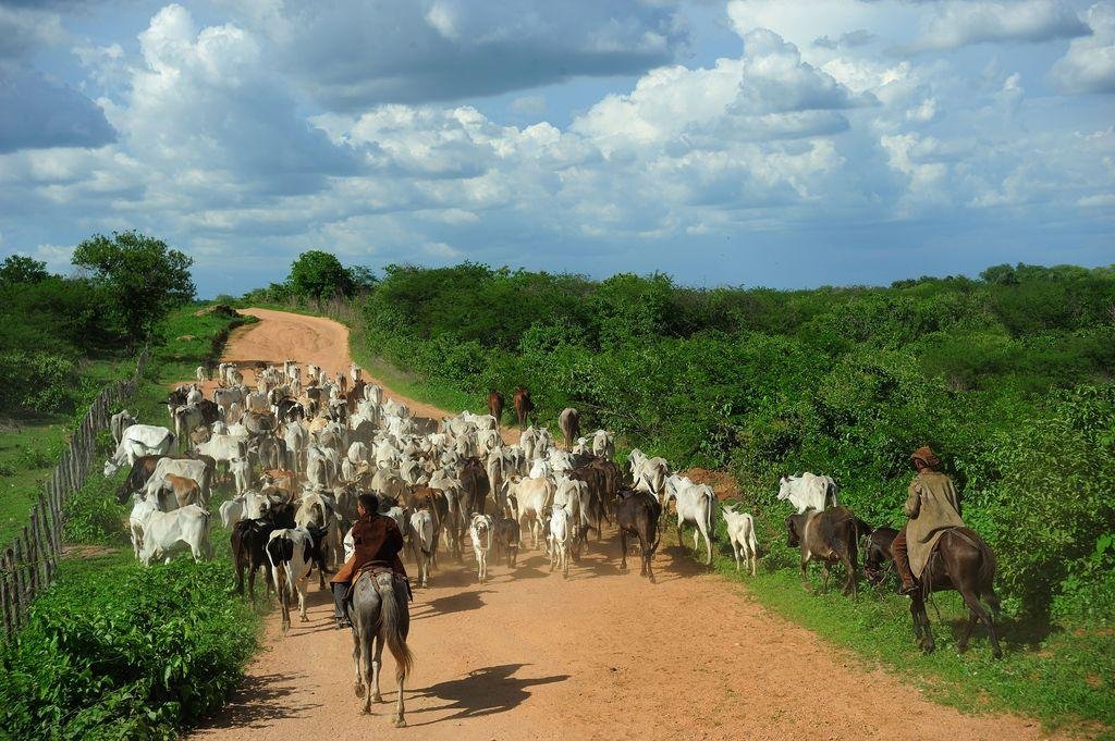 An&uacute;ncio foi feito pelo Minist&eacute;rio da Agricultura