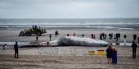 Baleia de 18 metros aparece morta na costa da Bélgica