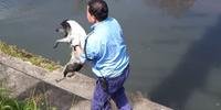Cão foi resgatado por agentes da EPTC