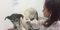 Cachorrinha passou por exames na Unidade de Saúde Animal Victória