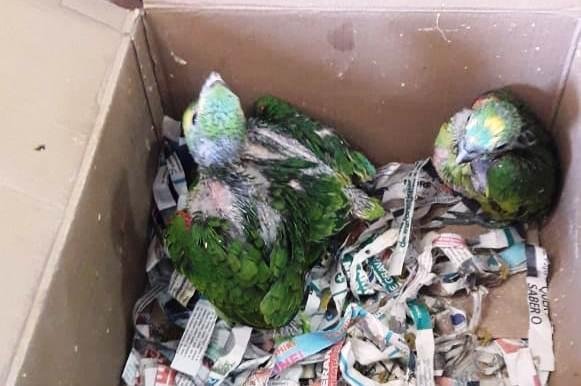 Cerca de 240 aves foram apreendidas