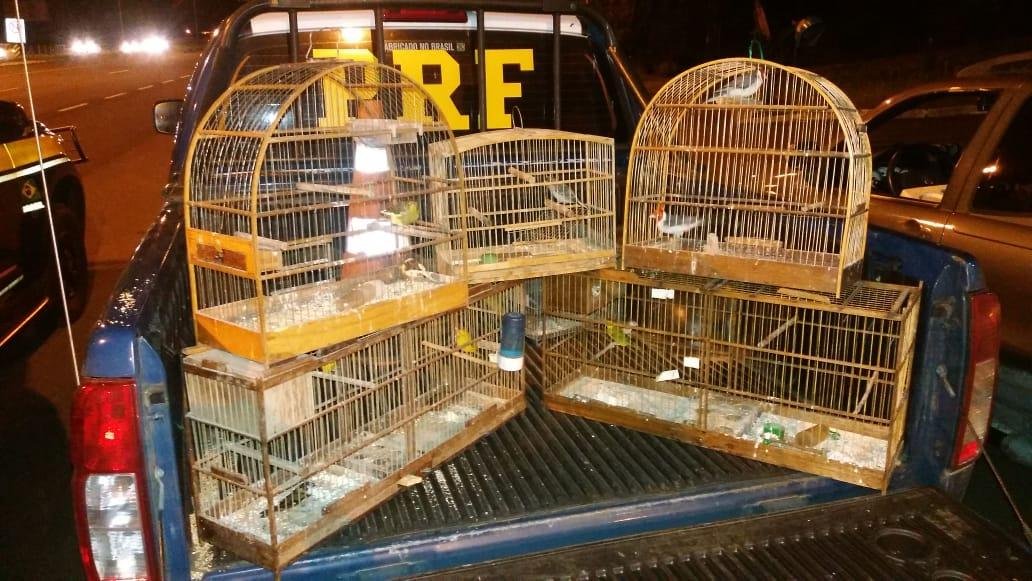 Aves apreendidas durante a a&ccedil;&atilde;o