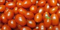 Preço do tomate aumentou 50,83% no período