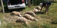 Polícia encontrou 16 ovinos dentro de um Volkswagem Gol