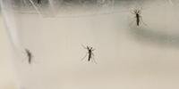 Vírus da chikungunya é transmitido pelo mosquito Aedes aegypti adulto