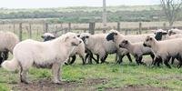Cão da raça Maremano Abruzês tem capacidade de viver entre as ovelhas como se fosse uma delas