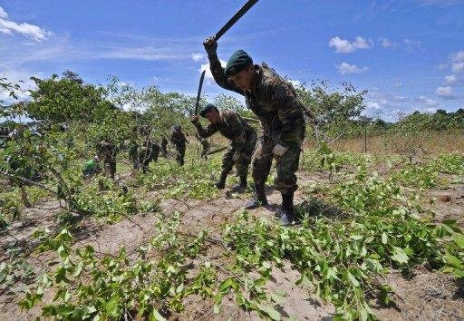 Alian&ccedil;a tr&iacute;plice tenta irradicar planta&ccedil;&otilde;es bolivianas clandestinadas, utilizadas para fabricar coca&iacute;na