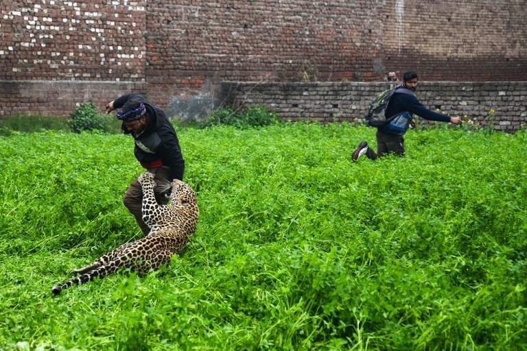 Felino causou p&acirc;nico na popula&ccedil;&atilde;o indiana
