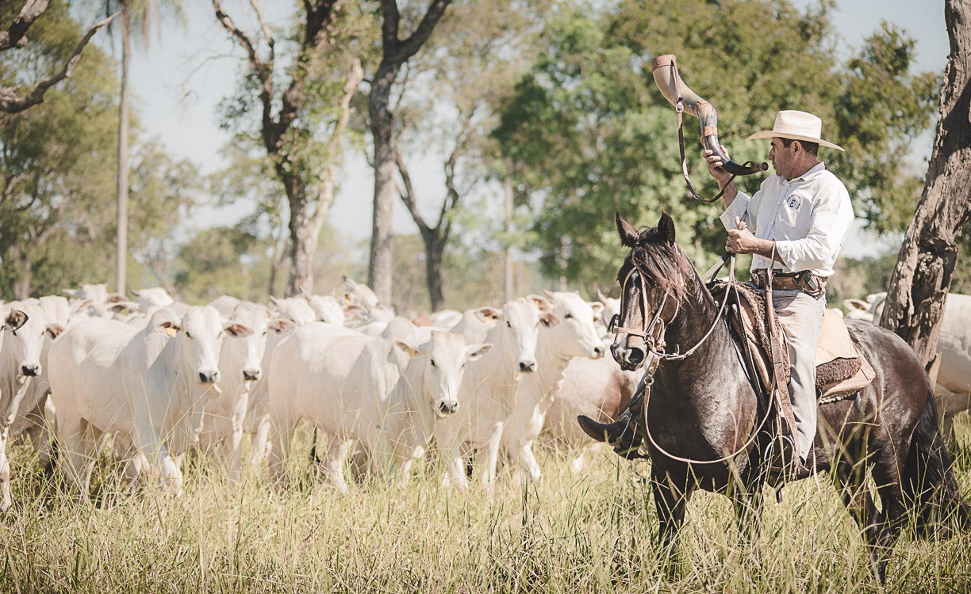 N&uacute;mero de cavalos Crioulos no Centro-Oeste do Brasil cresceu 6,8% em 2018