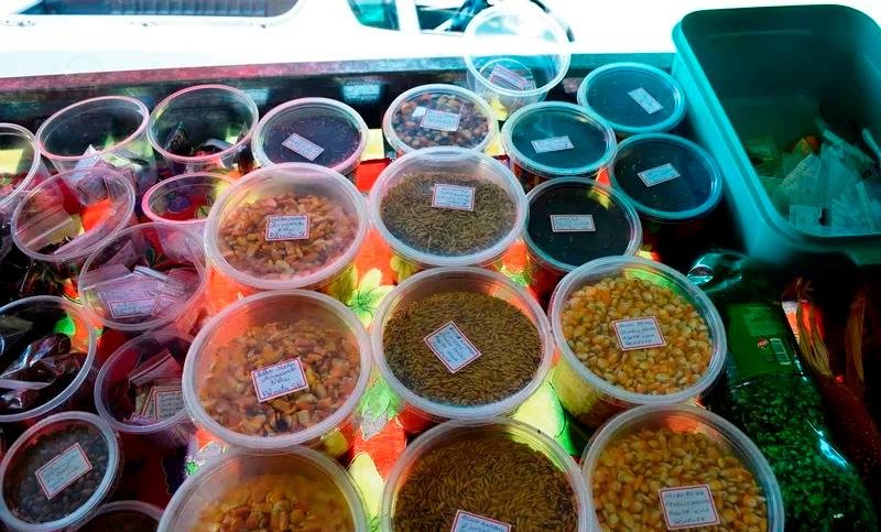 Agricultores partilharam sementes