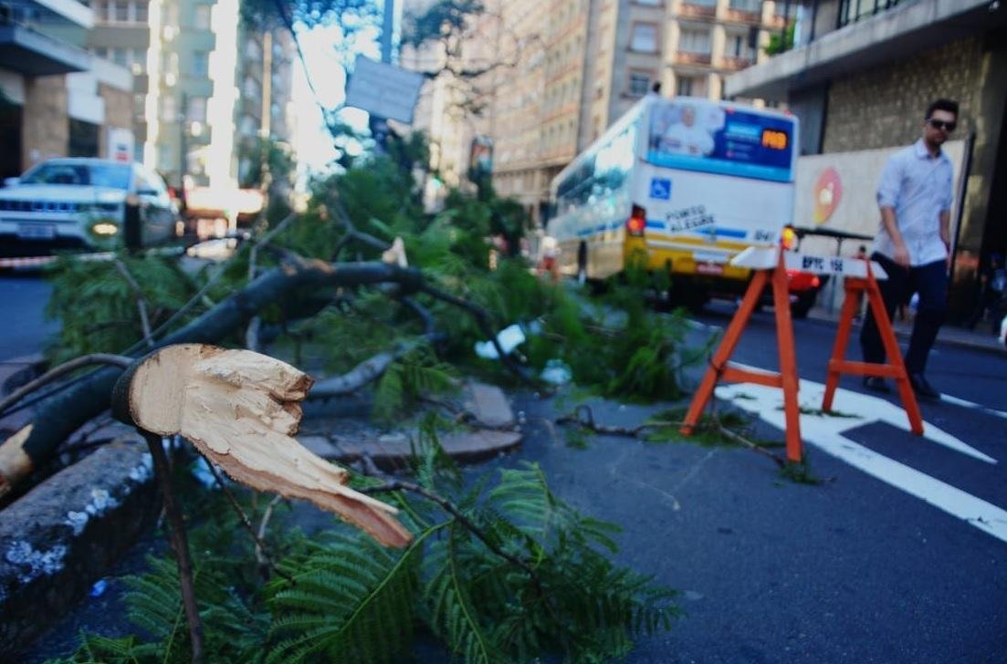 &Aacute;rvore cai sobre fios de luz no Centro de Porto Alegre 