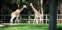 Zoológico de Sapucaia recebe 10 mil visitantes