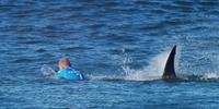 Surfista sobrevive a ataque de tubarão durante campeonato na África do Sul 