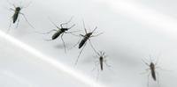Bactéria usada no Aedes aegypti para evitar a transmissão da dengue, impede também a propagação do vírus 