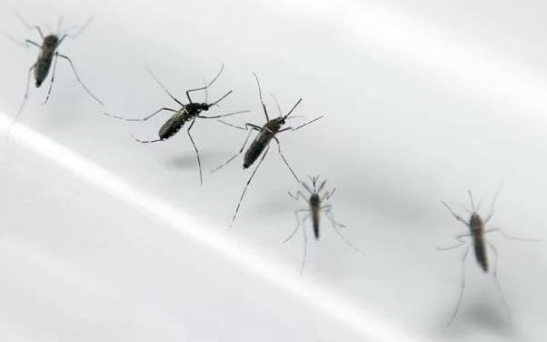 Confirmado o primeiro caso de chikungunya em Santiago