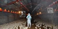 Autoridades informaram no início de janeiro dois surtos de infecção por influenza aviária H5N1