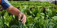 Apenados cultivam hortaliças em Santa Rosa 