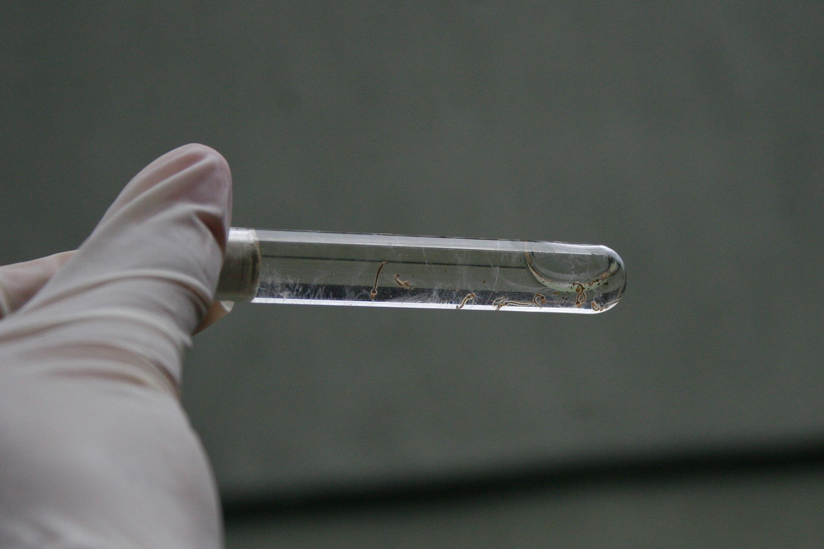 A&ccedil;&atilde;o ocorre devido a confirma&ccedil;&atilde;o de um novo caso importado de dengue em Porto Alegre
