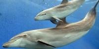 Golfinhos têm assobio individual que usam para fins sociais, diz pesquisa
