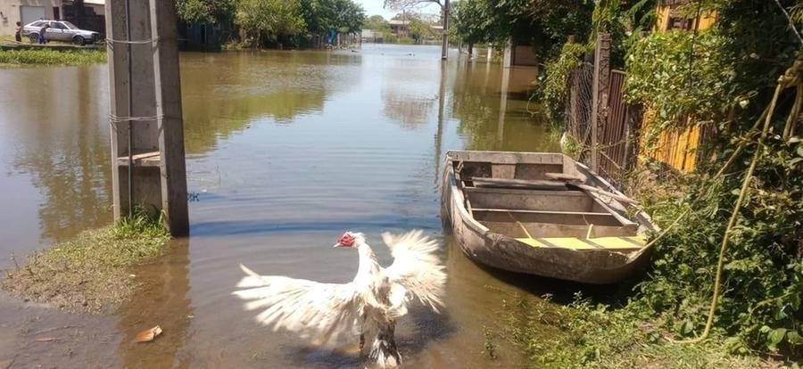 Autoridades de Uruguaiana est&atilde;o preocupados com o n&uacute;mero de animais soltos devido a enchente